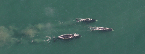 Feeding bowhead whales. Craig George, NOAA