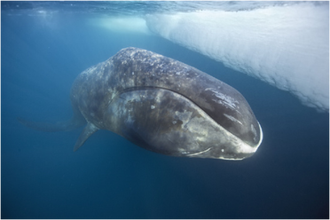 bowhead whale, Flip Nicklin